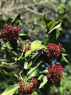 Wallenia Laurifolia1.jpg