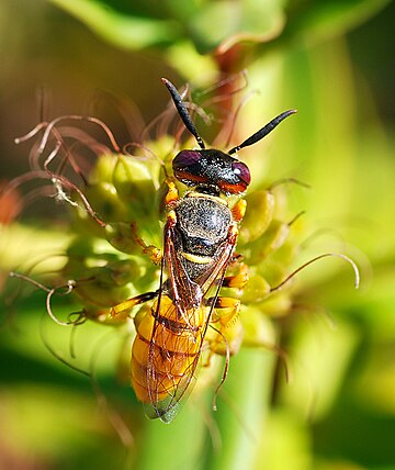 Crabronidae