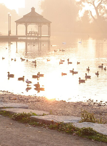 File:Waterfowl in morning fog (51798028).jpg