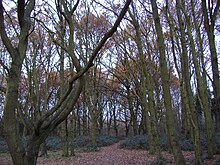 Woods by the Welsh Harp