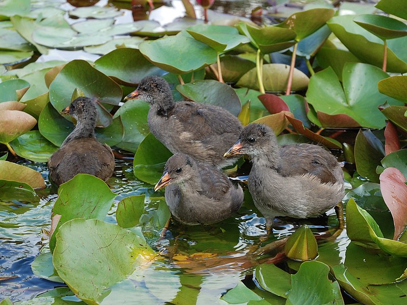 File:Westfalenpark-100818-17279-Gallinula-chloro.jpg