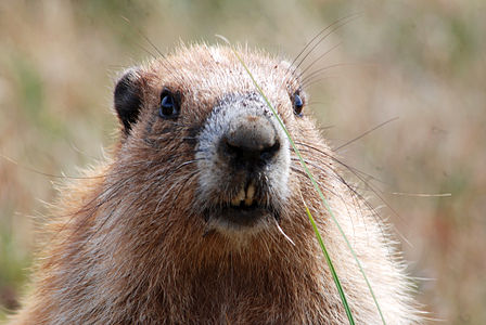 Marmota olympus בפארק