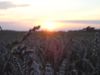 Wheat-Field Brandenburg 2 (flo).jpg