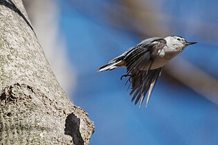 White-breasted nuthatch 3145.jpg