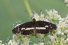 White-dotted crescent (Castilia ofella).jpg