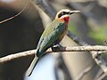 Kruger National Park, South Africa