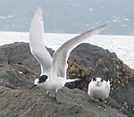 White-fronted Terns.jpg