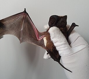 The White-striped Free-tail Bat is named for the distinctive stripes of white fur on the underside where the wings meet the body. White-striped Free-tail Bat (Tadarida australis).jpg