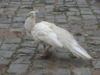 White Peafowl.jpg