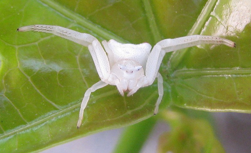 File:White spider (4507392270).jpg