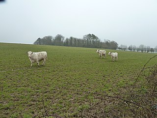 Whitebred Shorthorn Breed of cattle