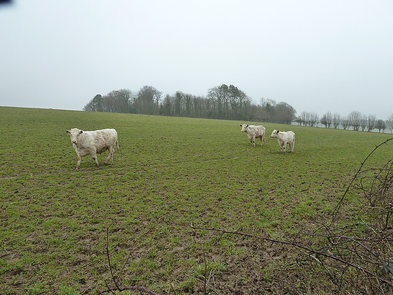 File:Whitebred Shorthorns at Stanmer Park - geograph.org.uk - 2277867.jpg