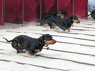 <span class="mw-page-title-main">Wiener Nationals</span> American Dachshund racing event