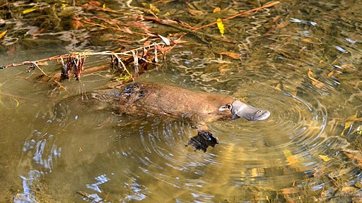 Wild Platypus 4