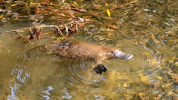 A platypus was included in the series because of its interesting appearance.