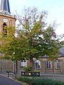 Wilhelminaboom Ouderkerk aan den IJssel