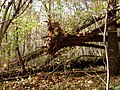 Forêt en Dordogne après une tempête