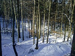 Foresta di faggio invernale.jpg