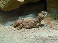 Dwarg shield-tailed agama