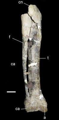 Lower leg of Xenotarsosaurus bonapartei with tibia (t), fibula (f), ankle bone (a) and heel bone (ca)