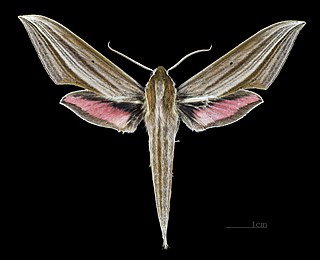 <i>Xylophanes neoptolemus</i> Species of moth