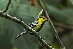 Yellow-cheeked Tit - Bhutan.jpg