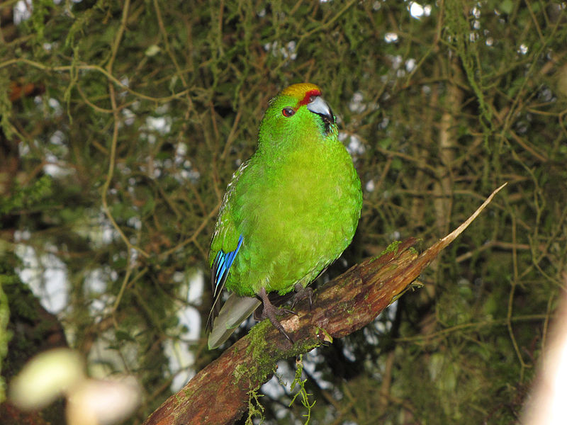 File:Yellow-crowned Parakeet.jpg