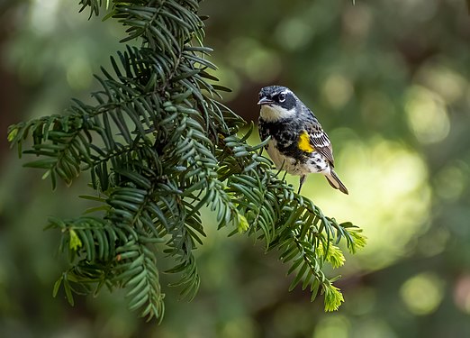 Yellow-rumped warbler, Green-Wood Cemetery