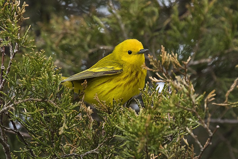 File:Yellow Warbler - Point Pelee - Ontario 11052017-FJ0A4785 (25943003148).jpg