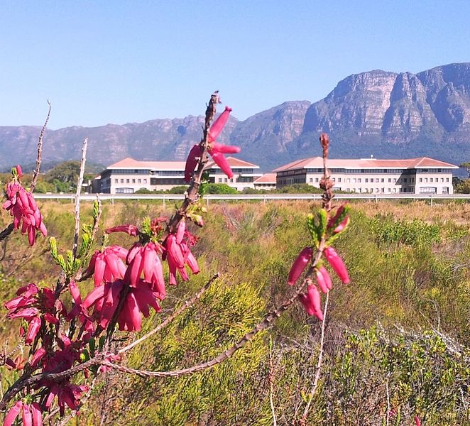 File:Z Cape Flats Sand Fynbos in Kenilworth Racecourse Conservation Area KRCA 7.jpg