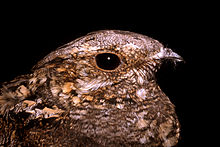 Fotografía que muestra la cabeza y el cuello de un pájaro en tonos marrón, beige y blanco, mirando hacia la derecha, sobre un fondo negro.  Su gran ojo en forma de almendra es negro.  Entre su pequeño pico gris metálico y la base de su ojo hay una hilera de largos pelos que se asemejan a pestañas.