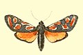 zygaena orana1.JPG