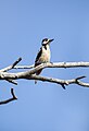 * Nomination: Great Spotted Woodpecker. Beldeutas sanctuary, Karkaraly District, Karaganda Region, Kazakhstan. By User:Ivan ideia --Красный 08:03, 20 June 2024 (UTC) * Review Cop is a bit wide. Otherwise good --MB-one 14:36, 23 June 2024 (UTC)