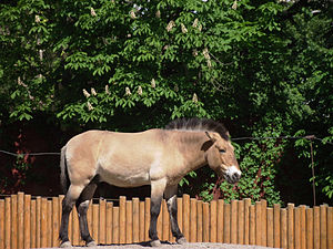 Кінь Пржевальського у київському зоопарку. © Микола Сарапулов, CC-BY-SA 3.0