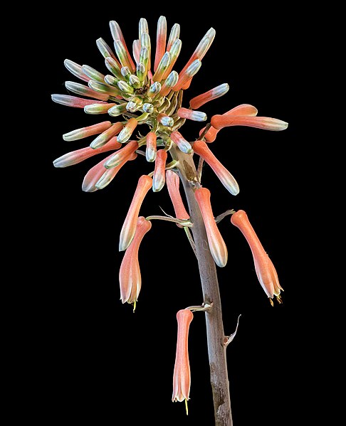 File:(MHNT) Aloe maculata - Inflorescence.jpg