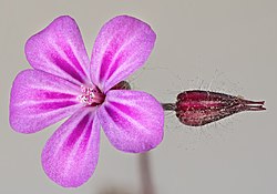 (MHNT) Geranium robertianum - blossom.jpg