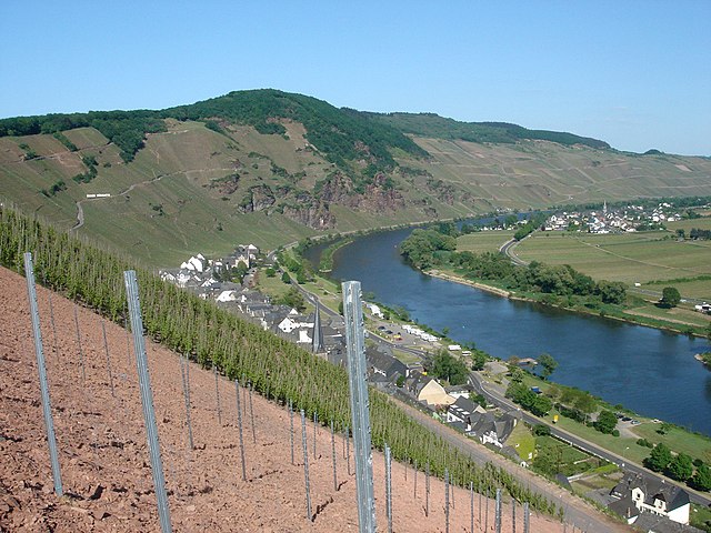 Steep vineyards along the Moselle, close to the village Ürzig