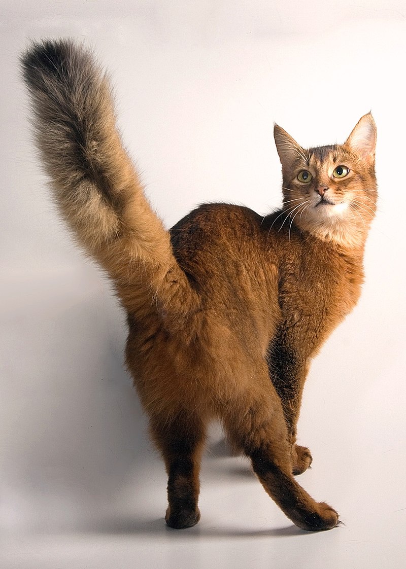 cat that looks like a fox