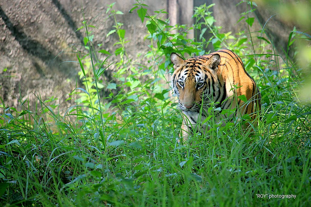 Bengal tiger - Wikipedia