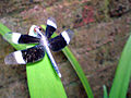 Pied paddy skimmer