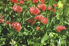 სამყურა წითელი Trifolium pratense.JPG