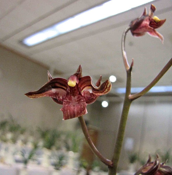 File:報歲香山奇紅 Cymbidium sinense 'Zhongshan Odd Red' -香港沙田國蘭展 Shatin Orchid Show, Hong Kong- (16517186510).jpg