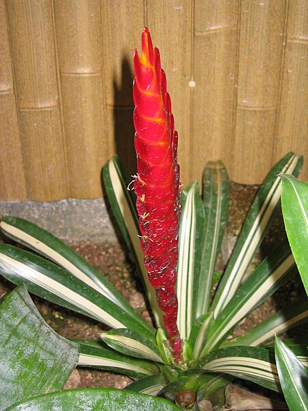 File:斑葉鶯歌鳳梨 Vriesea carinata Variegata -香港動植物公園 Hong Kong Botanical Garden- (9204834963).jpg