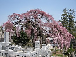 Kirsikkapuu Nichirin-jin temppelillä