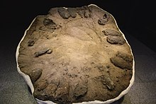 Macroelongatoolithus nest (MNHM-nat201153) from Aphaedo Island, South Korea sinan abhaedo sugagryu gongryongaldungji hwaseog 1.jpg