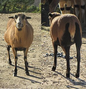 - ITALY - Parco Natura Viva - Verona.jpg