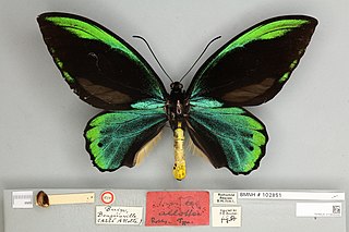 <i>Ornithoptera allotei</i> Species of butterfly