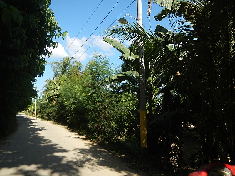 File:05072jfFarm Roads Trees Gulap Fields Santo Rosario Candaba Pampangafvf 18.JPG