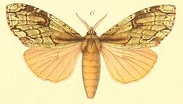 Pseudonotodonta virescens