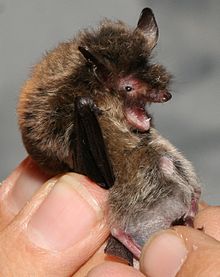 Brandt's bat in the hand of a researcher 060809-224340 0029 Myotis brandtii.jpg